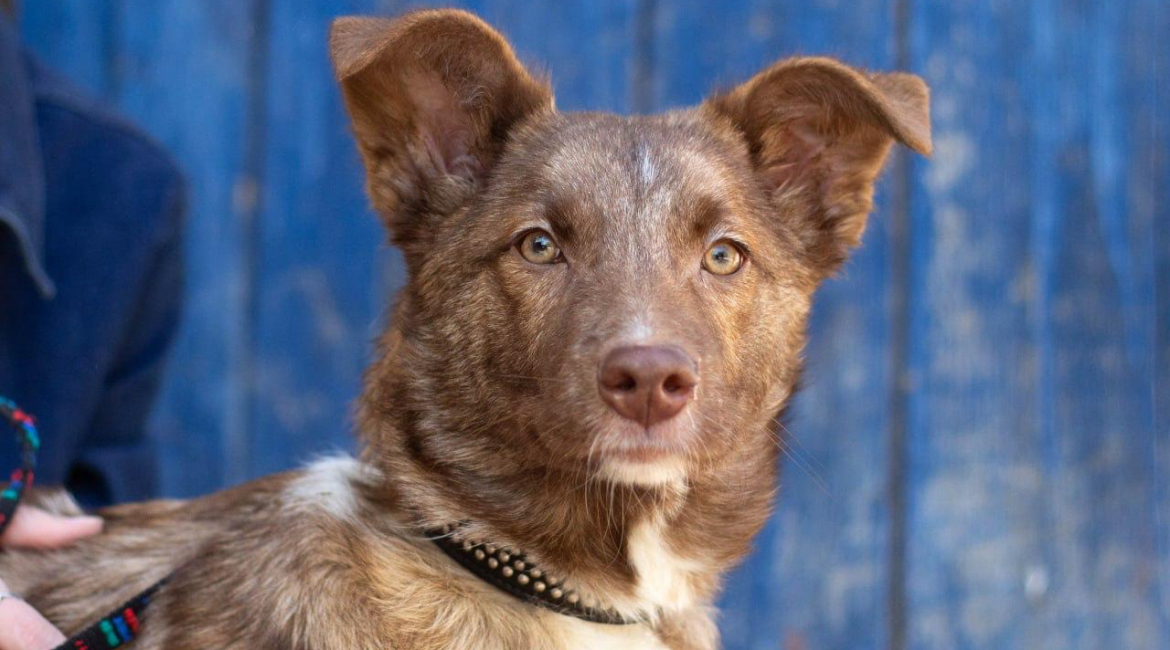Chiens à adopter